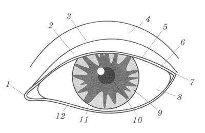 Строение органов зрения: как устроен глаз человека (подробная анатомия) |  World Vision Clinic