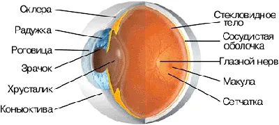 Строение глаза, анатомия глаза и его функции
