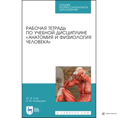 Анатомия и физиология человека. Физиология в схемах и таблицах. Учебное  пособие, , Лань купить книгу 978-5-8114-7040-2 – Лавка Бабуин, Киев, Украина