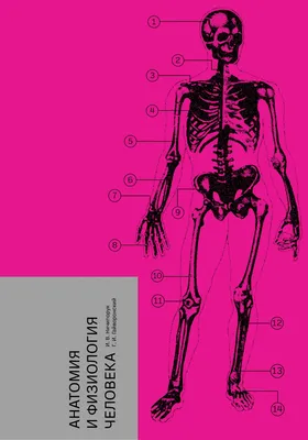 Сапин М.Р., Брыксина З.Г., Анатомия и физиология человека.. Учебник для 9  класса школ с углубленным изучением биологии.