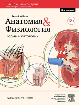 Файл:Аверченко А.А. - Анатомия и физиология человека -  — Википедия