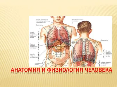 Анатомия и физиология человека – 1 Nömrəli Bakı Tibb Kolleci