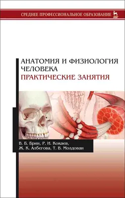 Поверхностные мышцы спины: слева - первый слой; справа - второй слой [1979  Курепина М М Воккен Г Г - Анатомия человека Атл… | Анатомия и физиология,  Анатомия, Мышцы