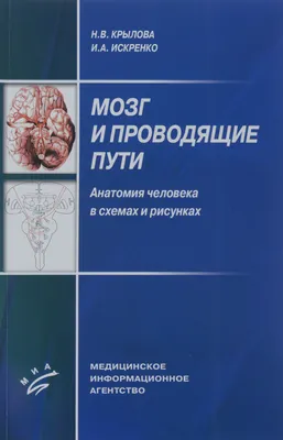 Мочеполовой аппарат. Анатомия в схемах и рисунках: Атлас-учебное пособие -  купить с доставкой по выгодным ценам в интернет-магазине OZON (731249339)