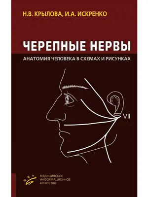 Мышечная система анатомический плакат мышцы анатомия человека схема Анатомия  человека медицинский плакат больница настенное искусство украшение коридора  – лучшие товары в онлайн-магазине Джум Гик