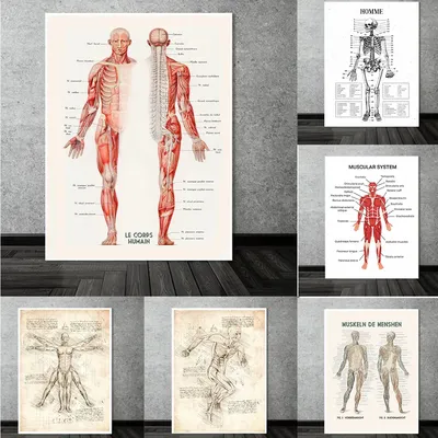 Панна Doll,я "Art Dolls — ПРОПОРЦИИ АНАТОМИЯ СХЕМЫ |  | Human anatomy  female, Body anatomy, Muscular system