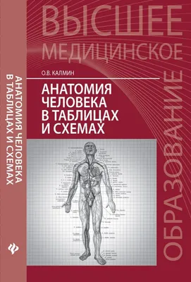 Биология человека. В таблицах, рисунках и схемах. Анатомия, физиология и  гигиена человека, Сводные таблицы - характеристики, схемы и рисунки  позволят учащимся быстро повторить изученный материал, а также дополнить и  расширить....(329) — купить