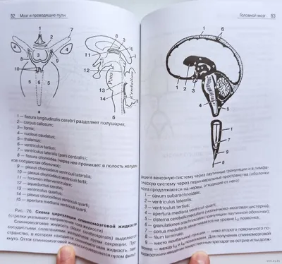 Мозг и проводящие пути. Анатомия человека в схемах и рисунках. Учебное  пособие. Купить в Минске — Книги . Лот 5031211294