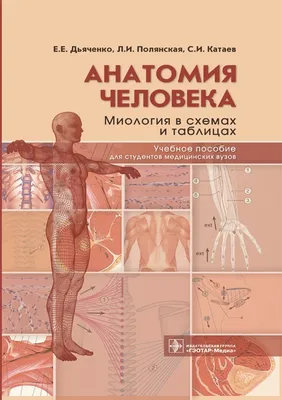 Книга: "Анатомия в схемах и таблицах. Учебное пособие" - Горелова,  Таюрская. Купить книгу, читать рецензии | ISBN 978-5-222-24498-2 | Лабиринт