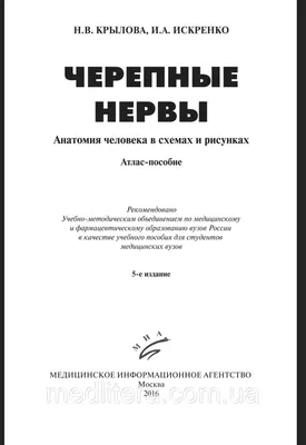 Картинки анатомия человека (47 фото) » Картинки, раскраски и трафареты для  всех - 