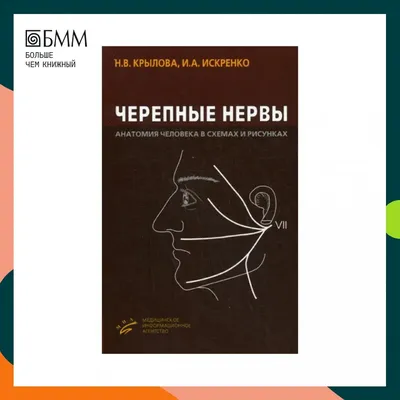 Самая полная схема работы головного мозга (на русском) | Пикабу