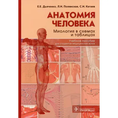 Книга: "Анатомия в схемах и таблицах. Учебное пособие" - Горелова,  Таюрская. Купить книгу, читать рецензии | ISBN 978-5-222-24498-2 | Лабиринт