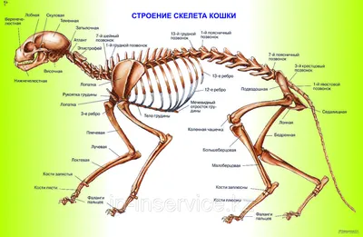 КТ-анатомия головы и шеи кошки : нормальная анатомия | vet-Anatomy