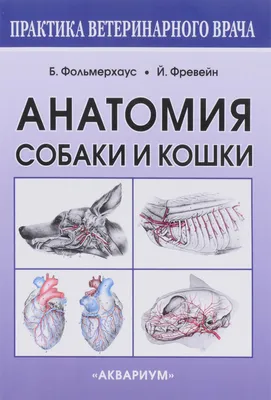 Анатомия кота , эстетично, красиво, …» — создано в Шедевруме