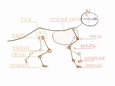 Анатомия собаки и кошки. Фольмерхаус Б.,Фревейн Й. - купить с доставкой по  выгодным ценам в интернет-магазине OZON (203640267)