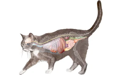 Анатомия кошки | Ветеринар | Дзен