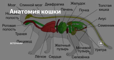 ПЕШКОМ В ИСТОРИЮ Как кошка приручила человека. История кошек и людей