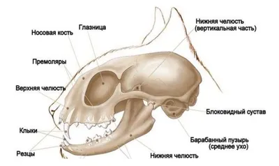 Есть ли у кошек локти и колени? Тайны кошачьей анатомии | КотоВедение | Дзен