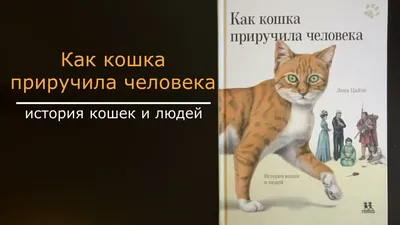 Сколько кошек у нормального человека? -У нормального человека 1-2 кошки.  -Но это же кошатник! - Нет, кошатник, имеет… | Цитаты о животных, Кошки,  Веселые картинки