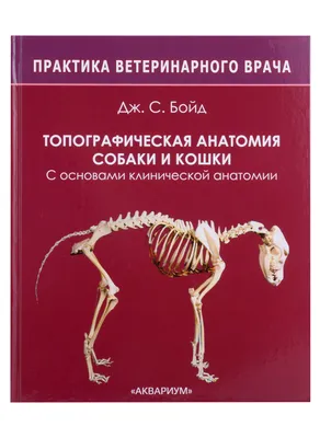 Модель кошачьего зуба, ротовая патология, ротовая полость, кошачья кариес, анатомия  кошки, анатомия кошки, животное, обучение кошачьим зубами | AliExpress