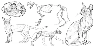Чудеса анатомии | 5 органов, которые есть у кошки, но нет у вас - Питомцы  