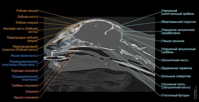 КТ-анатомия головы и шеи кошки : нормальная анатомия | vet-Anatomy