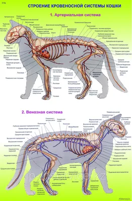 Плакаты Анатомия кошек (id 4137656), купить в Казахстане, цена на 