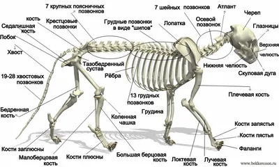 Плакаты Анатомия кошек (id 4137656), купить в Казахстане, цена на 