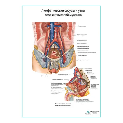 Pin by Светлана on анатомия | Human body anatomy, Medical anatomy, Medical  knowledge