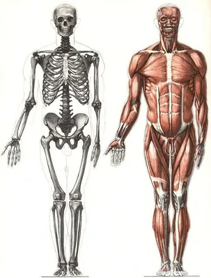 Картинки анатомия человека (69 фото)