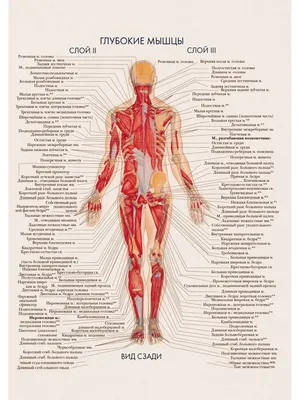 Читать статья №2: методы визуализации в анатомии человека от Логосферы на  medpublishing