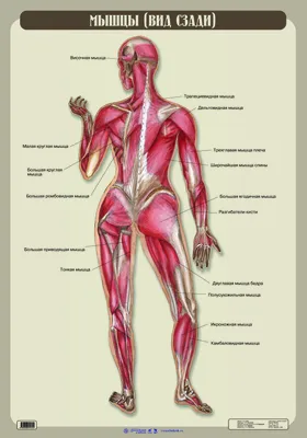 Мышечная система человека, вид сзади (анатомия человека) Плакат глянцевый  А2+, плотная фотобумага от 200г/м2 - купить с доставкой по выгодным ценам в  интернет-магазине OZON (261474541)