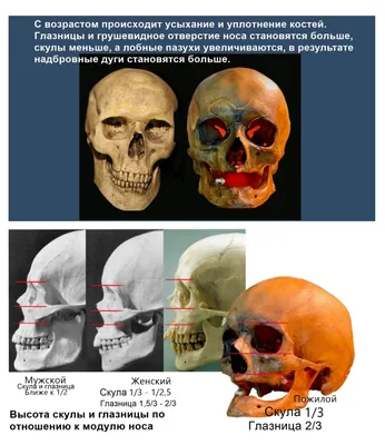 Анатомия человека: голова, шея. Возрастные изменения