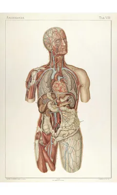 Строение мужской половой системы и таза: иллюстрации с надписями | e-Anatomy