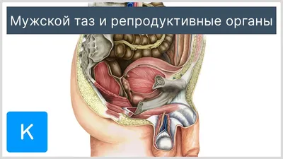 Анатомия органов таза мужчины - описание, заказать | Гэотар-мед