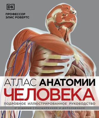 19 частей, Анатомия человека, структура тела, сердце, внутренние органы,  модель головного мозга, медицинские Обучающие органы, туловище 28 см |  AliExpress