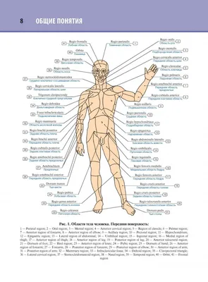 Анатомия мужчины рисунок - 75 фото
