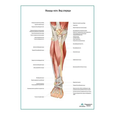Мышцы голени: А - спереди; Б - сбоку [1979 Курепина М М Воккен Г Г - Анатомия  человека Атлас] | Анатомия, Анатомия и физиология, Мышцы