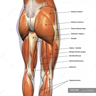 Мышцы ног и ягодиц: строение и функции