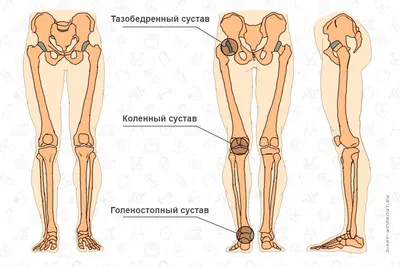 анатомия ноги человека мышцы и связки: 5 тыс изображений найдено в  Яндекс.Картинках | Músculos de los glúteos, Gluteos firmes, Músculo  piriforme