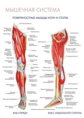 анатомия человека мышцы для художников: 22 тыс изображений найдено в  Яндекс.Картинках | Human anatomy art, Human anatomy drawing, Anatomy art