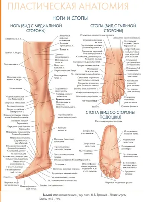 Пластическая анатомия: ноги и стопы | Анатомия, Человек, Биология