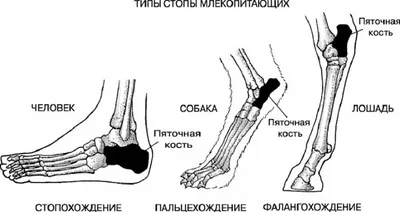 Модель человеческого мышц-скелета, шеи, ног, рук, структура, анатомическая  карта, анатомия Мышц Человека, схема, схема настенная диаграмма | AliExpress