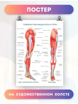 Постер анатомия поверхностные мышцы ноги и стопы, 40х60 см PosterNak  96968524 купить за 757 ₽ в интернет-магазине Wildberries
