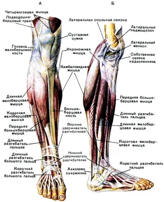 анатомия ноги человека мышцы и связки: 5 тыс изображений найдено в  Яндекс.Картинках | Anatomia dos músculos humano, Anatomia da perna,  Músculos do corpo humano
