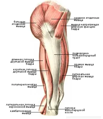 Athletic Club Arni - Анатомический атлас человека