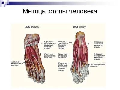 Анатомия ноги человека #55