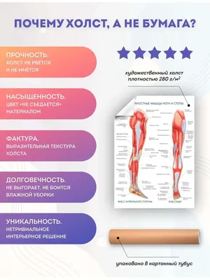 Постер анатомия поверхностные мышцы ноги и стопы, 40х60 см PosterNak  96968524 купить за 757 ₽ в интернет-магазине Wildberries