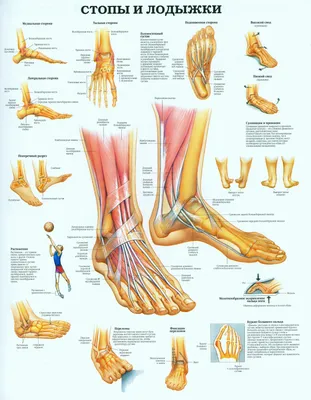 Анатомия ноги человека картинки
