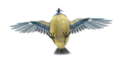 Птица синица синица 3D Модель $19 - .ma - Free3D